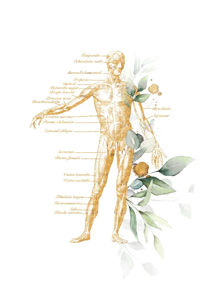 map body (4)
